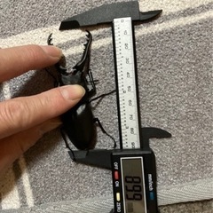 ギラファノコギリクワガタトリオ♂♂♀4000円の画像