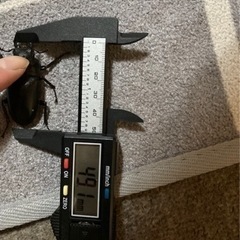 ギラファノコギリクワガタトリオ♂♂♀4000円の画像