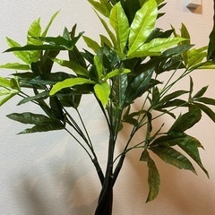 [ 観葉植物 ] 美品・即お渡し可能の画像