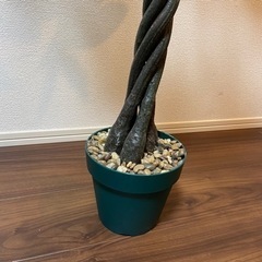 [ 観葉植物 ] 美品・即お渡し可能の画像
