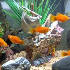 ミッキーマウスプラティ 熱帯魚 5匹〜  の画像