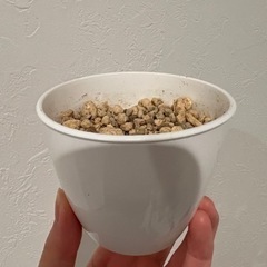 2.5号鉢　白　植木鉢　プラスチック