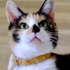 ぴーにゃ♡家族ができました