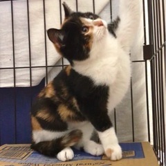 ずっとのお家探してます…まん丸お顔の甘えんぼ♪みたらしちゃん