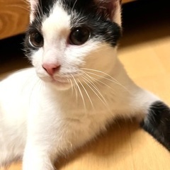 甘えん坊のハチワレ