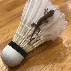 バドミントン初心者〜中級者位の集まりです
