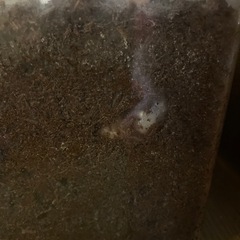 カブトムシの幼虫