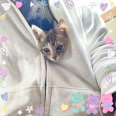 生後3ヶ月くらい　可愛い子猫ちゃん1匹です！凄く懐っこくて可愛い...
