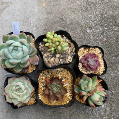 エケベリア　人気種SET①