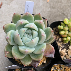 エケベリア　人気種SET①の画像