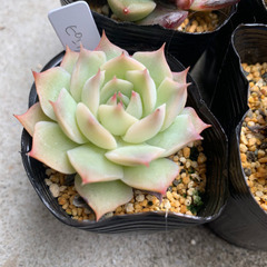 エケベリア　人気種SET①の画像