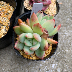 エケベリア　人気種SET①の画像