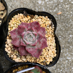 エケベリア　人気種SET①の画像