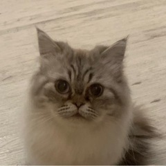 ヒマラヤン♀4歳です。可愛がってくださる方に