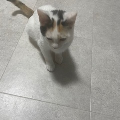 里親さん探しています。