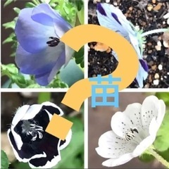 植物　ネモフィラ  1ポット2〜4苗　　色は分かりません