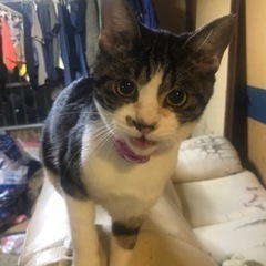 緊急　子猫　里親