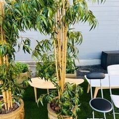 竹の装飾植物の画像