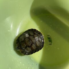 ミシシッピーアカミミガメ 