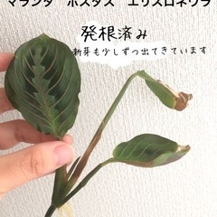 マランタ　ボスタス　エリスロネウラ　おまけあり