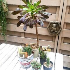 お取り引き中！～★多肉植物Aセット