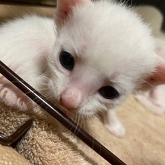 11/8生まれたてホヤホヤの仔猫ちゃん6匹🐱💕