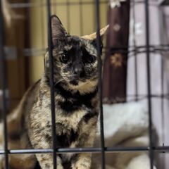女の子のサビ猫の里親さん募集！