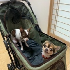 ペットバギー