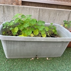 大きい鉢2つの画像