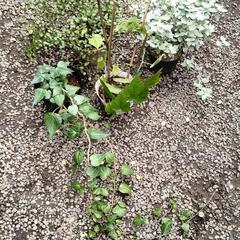 植物、一個100円！の画像