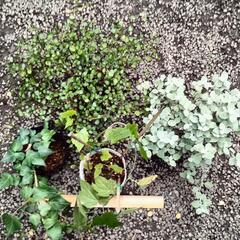 植物、一個100円！