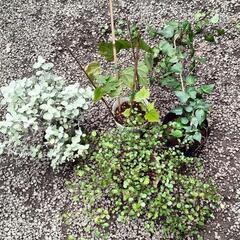 植物、一個100円！の画像