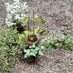 植物、一個100円！の画像