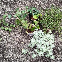 植物、一個100円！の画像