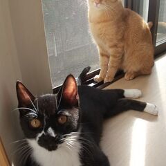 仲良し弟君と賑やか家族に迎えられました！♪抱っこが心地よい茶トラボーイ1才半       − 神奈川県