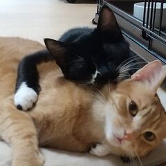 仲良し弟君と賑やか家族に迎えられました！♪抱っこが心地よい茶トラボーイ1才半       - 猫