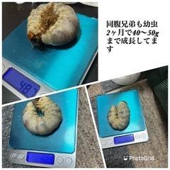 【超大型血統】雄親109mm パラワンオオヒラタ幼虫　5頭の画像
