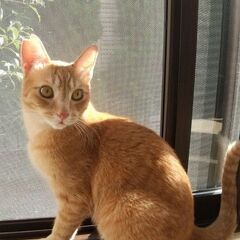 仲良し弟君と賑やか家族に迎えられました！♪抱っこが心地よい茶トラ...