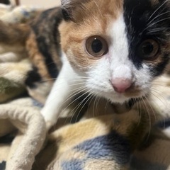 里親様決まりました。ありがとうございました！