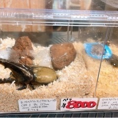 カブクワ販売、針葉樹マット販売
