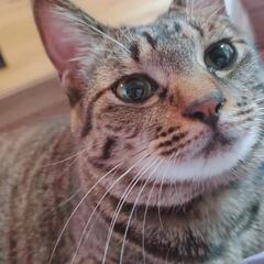里親募集です(=^・^=)