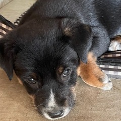 生後2か月の仔犬です！