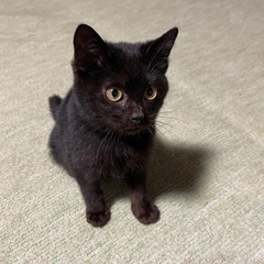 決定しました。(仮名チャック) - 猫
