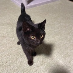 決定しました。(仮名チャック) - 北津軽郡