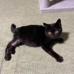 決定しました。(仮名チャック) - 里親募集