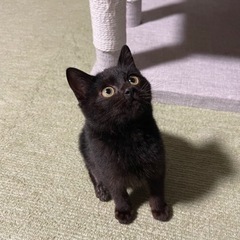 決定しました。(仮名チャック) − 青森県