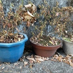 植木鉢と植木の画像