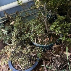 植木鉢と植木の画像