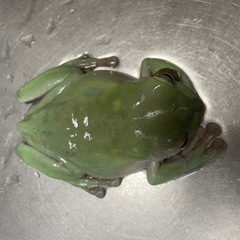 イエアメガエル　7センチの画像
