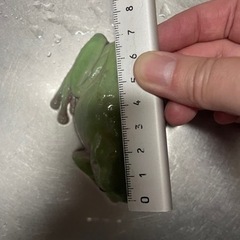 イエアメガエル　7センチの画像